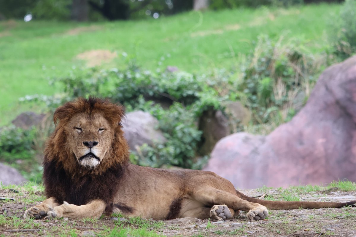 africansafari1's tweet photo. ねむいようです😴

#ライオン 
#アフリカンサファリ https://t.co/S4vRnRpfe9