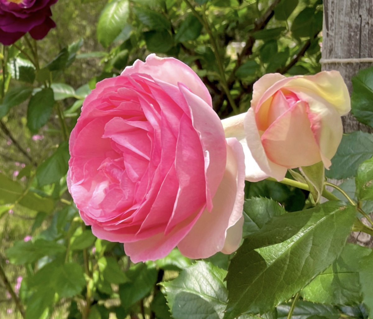 genbu_stier's tweet photo. @1zbXjHKb418Z7zM 仙人の後輩さん💐
🎈⋆⸜⊹₊ 𝐇𝐚𝐩𝐩𝐲 𝐁𝐢𝐫𝐭𝐡𝐝𝐚𝐲 ₊⊹⸝⋆🎈
お誕生日おめでとうございます🎂🎉
新たな一年が素晴らしい年になりますように✨ https://t.co/he5neCjmou