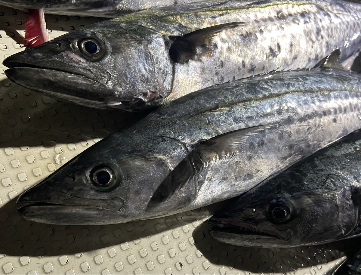 teru_shiny's tweet photo. Salvageからチャーター遠征青物便
2人だから何も気にせず釣りできて、さらに入れ食いで最高だった🙌
少人数チャーター、大アリかもしれない… https://t.co/SqkYKH4MQe