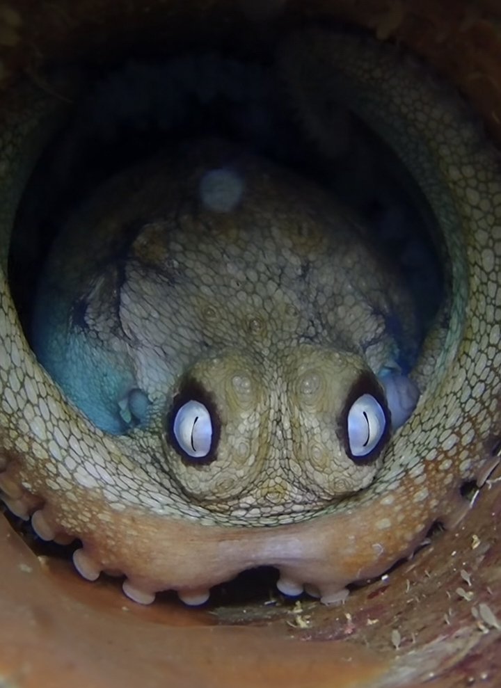 Spo0kySquee's tweet photo. Octopus nursing eggs 
📸 #paolobottari https://t.co/1tqKPVJqZv