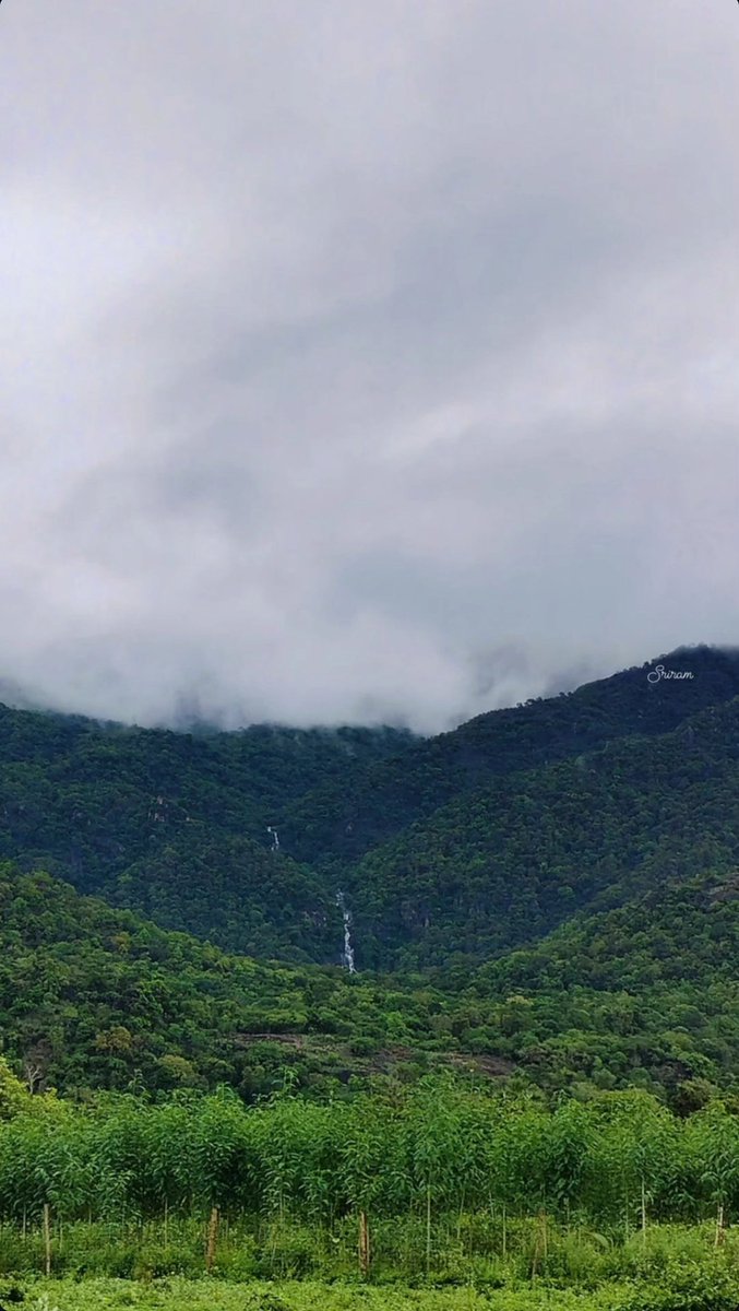 sriramkumar_02's tweet photo. @MegamalaiS Beauty of Rajapalayam Ayyanar falls during monsoon😻. . https://t.co/v6nw76dVIv