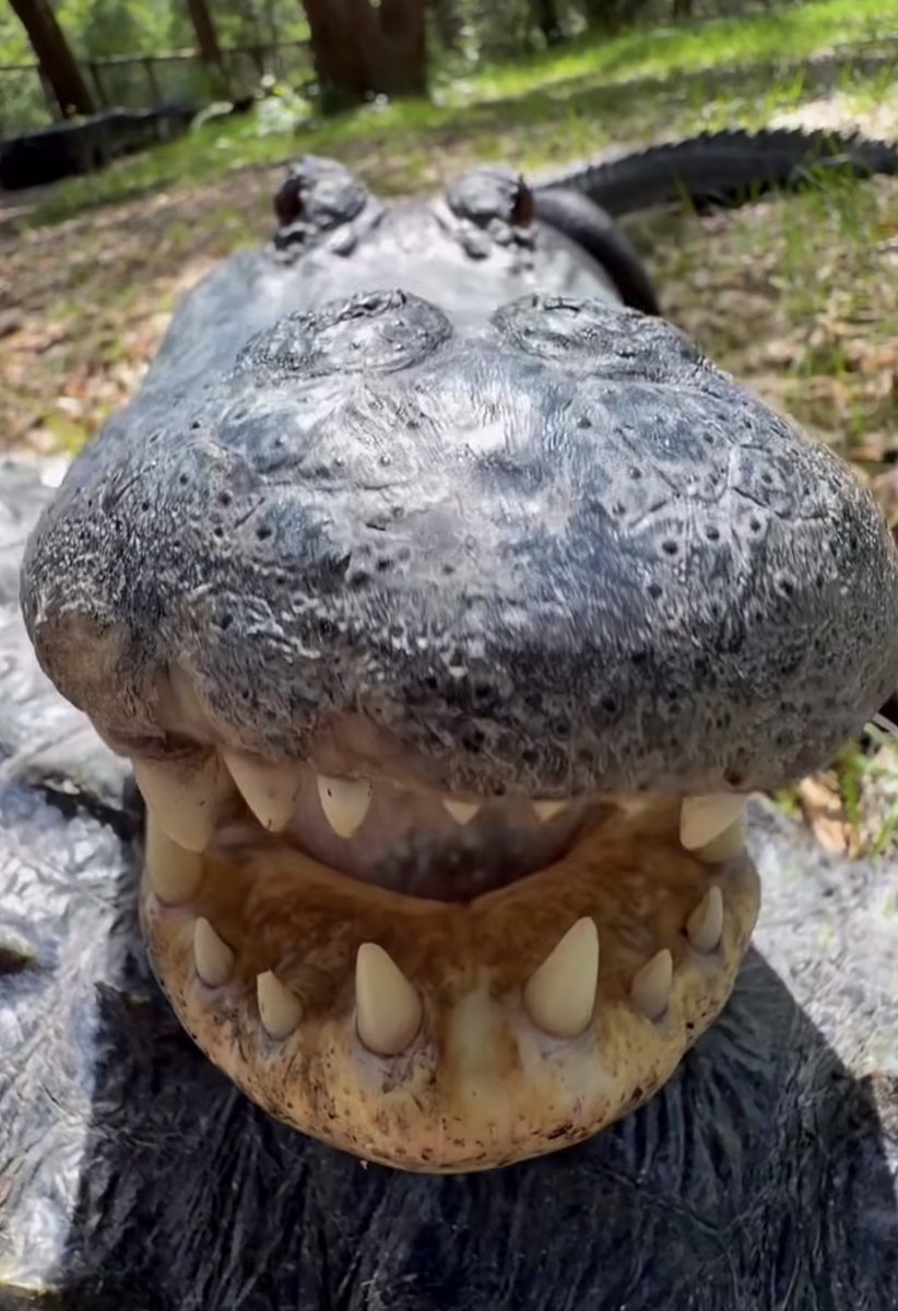 Washen_D's tweet photo. do i draw feraligatr krookodile or skeledirge over this https://t.co/kTROQsyCum