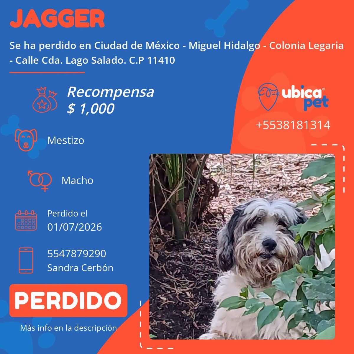 UbicapetMexico's tweet photo. 🟠 PERDIDO 🟠
👉 Más info: https://t.co/5ukEI4AuFy

P5914

▪️Jagger
▪️Macho
▪️Mestizo
▪️ Blanco con gris y manchas negras
▪️Sin Collar 
▪️Sin Placa 
▪️ CDMX 
▪️ Alcaldía Miguel Hidalgo 
▪️Colonia Legaria https://t.co/1Yswdv55mK