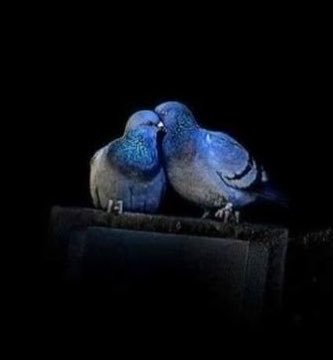 mari53718266's tweet photo. Peaceful rest 💙🕊️✨🌟 https://t.co/zlvrMMAI82