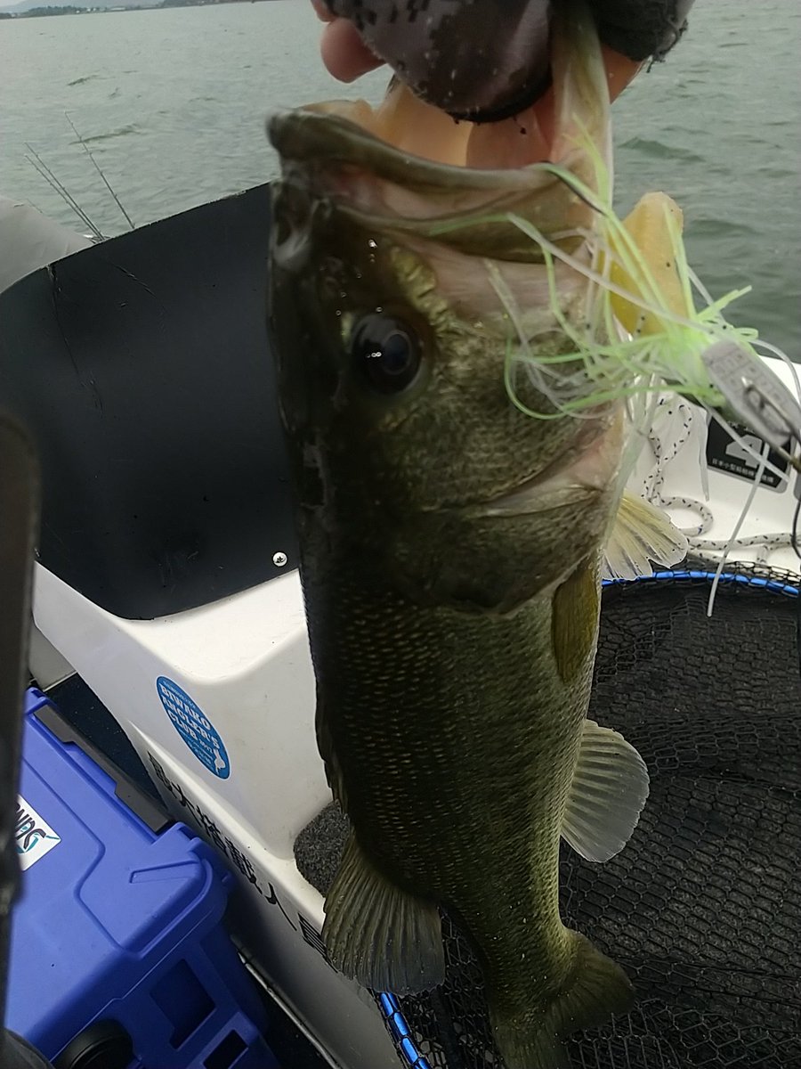 db3mag's tweet photo. 釣れました‼️
風が吹いたらグラスピース

#さいとうガイドサービス#琵琶湖#バス#ガイドhttps://t.co/80F5cyYtno https://t.co/bb1FlgyKDU
