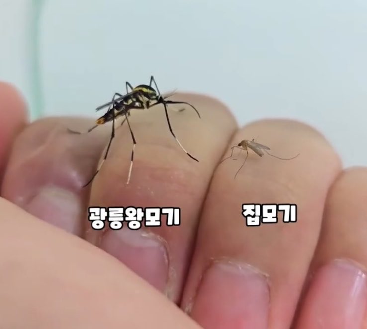 kingwest0219's tweet photo. 절대 잡으면 안되는 모기, 
모기잡아먹는 모기 🦟

1. 광릉왕모기(光陵王모기)는 모기과 왕모기속에 속하는 한반도 토종 모기임.

2. 유충 시기에는 뎅기열 등을 옮기는 해로운 숲모기 유충을 적극적으로 잡아먹음.

3. 하루에 모기 유충을 26마리씩 잡아먹으며 유충 기간이 16일인 것을 고려하면 한 마리당 총 400여 마리의 모기 유충을 잡아먹는 셈.

4. 성충은 암수 모두 사람을 비롯한 동물의 피를 빨지 않는 비흡혈종이라 꿀이나 수액을 섭취하면서 꽃의 수분을 도움.

5. 즉, 광릉왕모기는 익충에 속함.

덩치는 일반 모기보다 훨씬 큰데 피 대신 달콤한 꿀만 찾아 먹는다니 반전 매력이 넘치는 귀요미 ㅋㅋㅋ