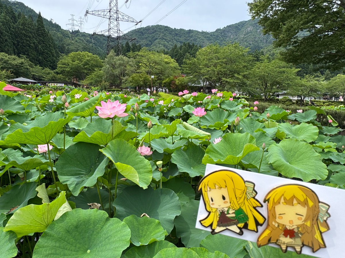 dGRITs1's tweet photo. 蓮を見に南越前町へ
気持ちシーズン早かったかなと心配だったけどちょうど見頃で大正解

喫茶店で飲めるハス茶は花托の部分にお茶が注がれるような容器のデザインになっててオシャレ https://t.co/BYrFlRtwx8