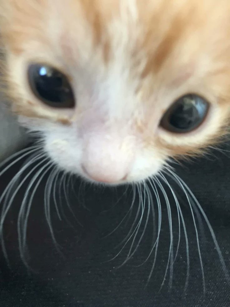 cat205779's tweet photo. https://t.co/3jIT53ol2g
