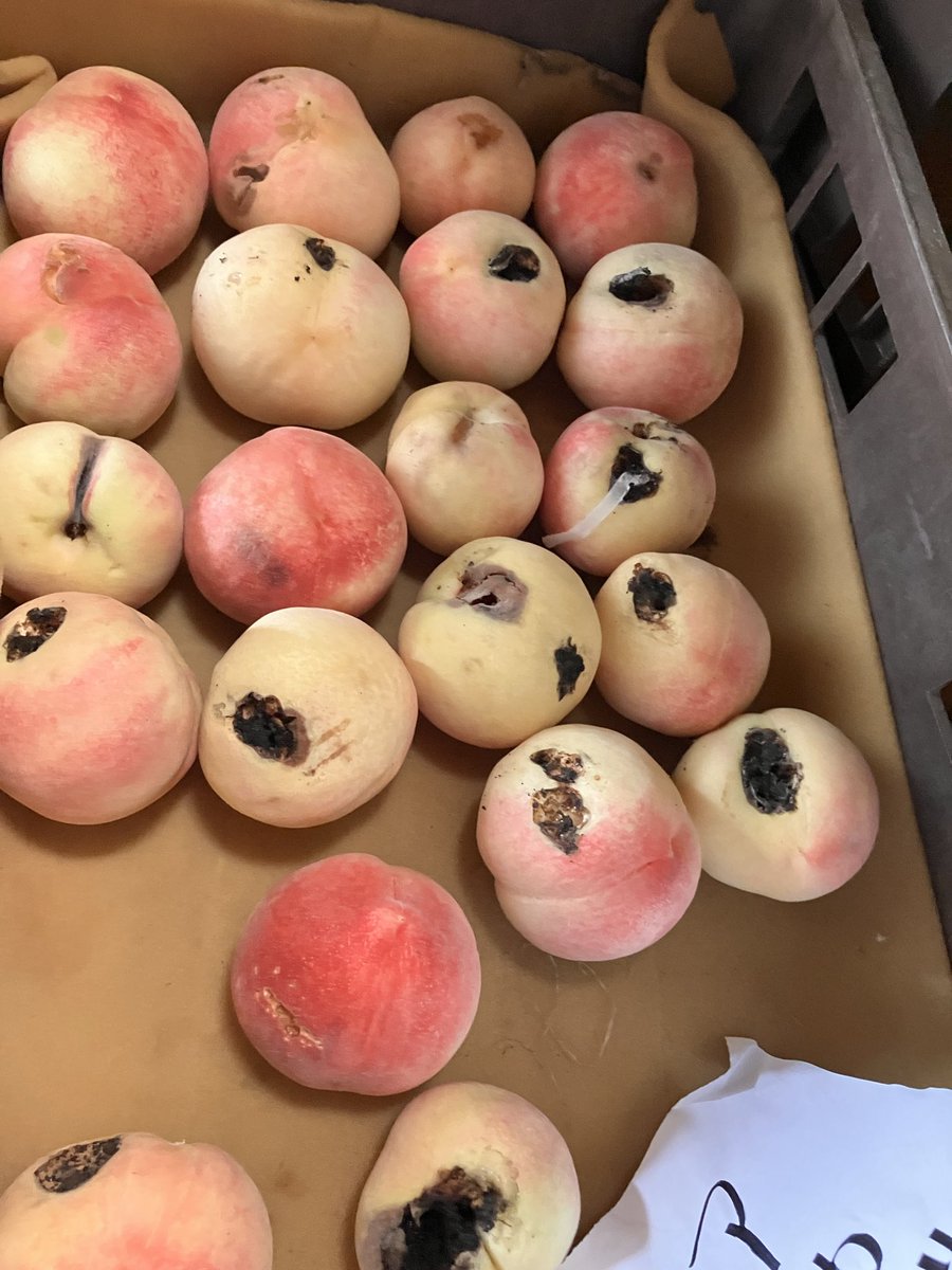 8Puriko's tweet photo. 今年は、この被害が多発してしまい　茶箱になる桃すら少ないです。大苦戦の年になりました。（泣） https://t.co/sFWGzcBjXk
