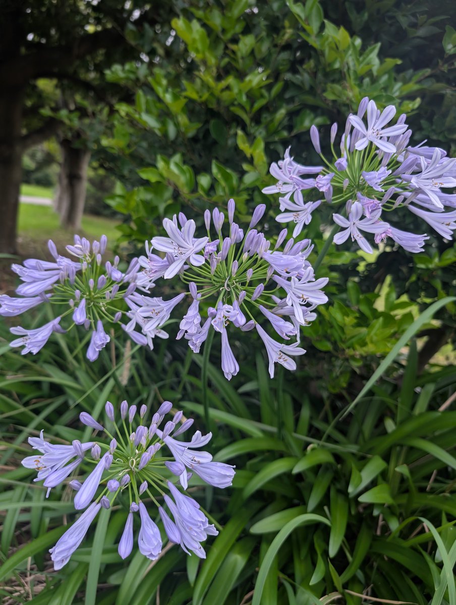 StFantom's tweet photo. 最近見かけるこの花が綺麗… https://t.co/usUOA7SdCz