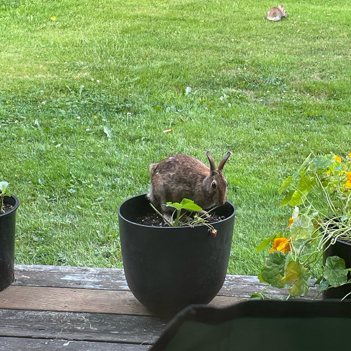 ophelialor's tweet photo. berry thief!!!! https://t.co/Y4vWVSJKW8