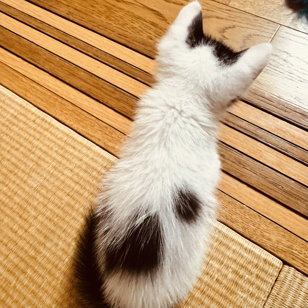 reason2009's tweet photo. 実家に新しい仲間が増えました！
可愛すぎます♡ https://t.co/Dkir5kWWUv