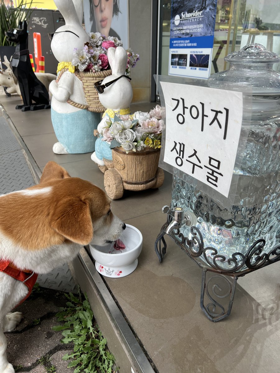_dorai_'s tweet photo. 바둑이 탈수 예방을 위한 안경점 공용 식수로 수분 보충 https://t.co/oKlhT7LfB7