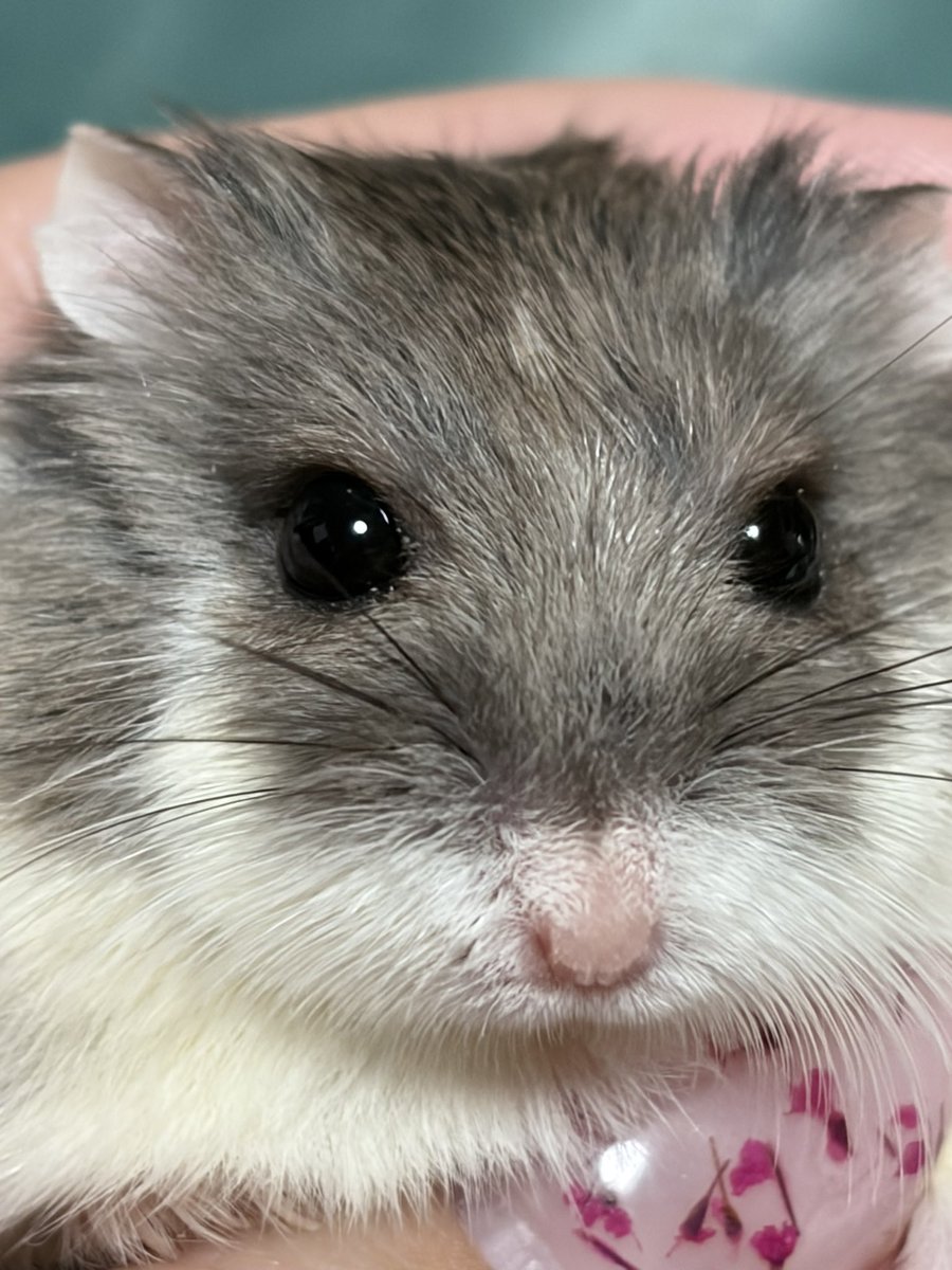 Julia_hamham's tweet photo. 本日のマニア向け https://t.co/7davSwvAmV