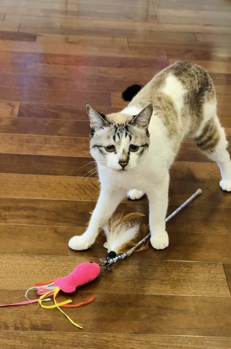 ぴえん猫ミント (@piennekomint) / Posts / X
