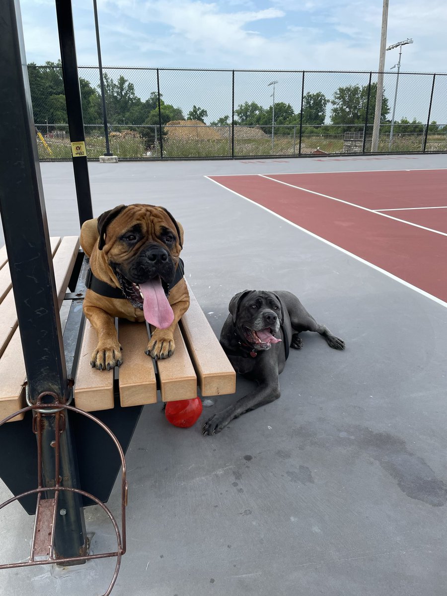 james77150662's tweet photo. @It_Will_Fit @RandyRRQuaid I have Gus Bull Mastiff. and Gracie Connie Corso !!#MastiffsRule https://t.co/oeqMOaJvwv