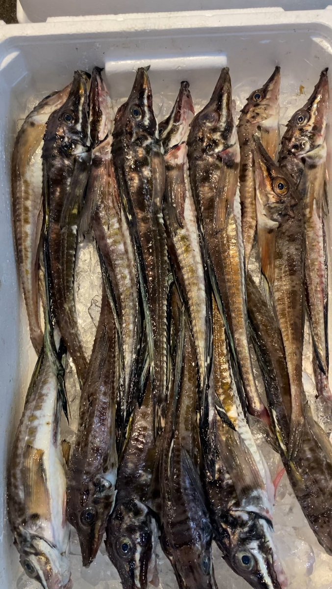 uosujp's tweet photo. おはようございます☀

白身魚とは思えないほど
脂ノリ抜群の八角です🐟

#八角 #くじら #ブルバ100 #海鮮 #水産仕入れ #ウオス #ブルバ https://t.co/clTbOvqwP5