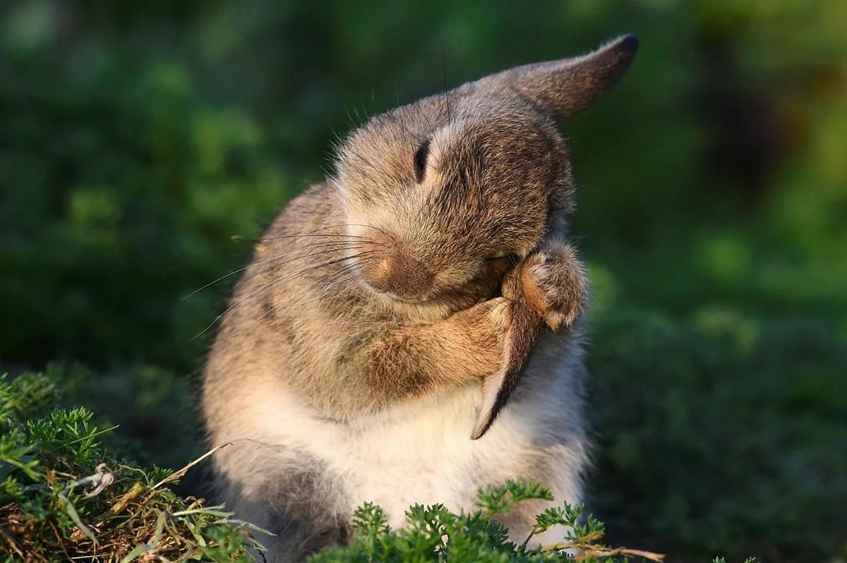 Bunnies tweet media
