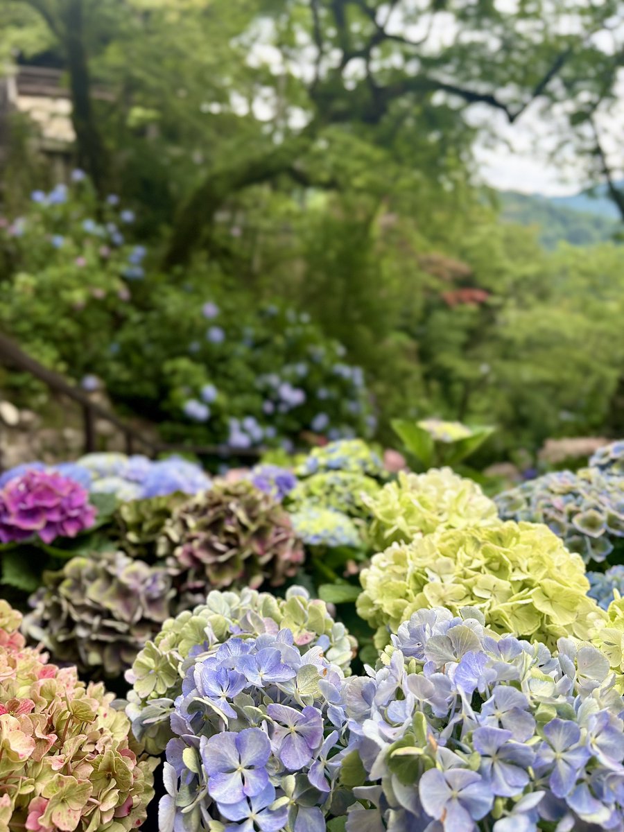 mx_kh_9311's tweet photo. 紫陽花いっぱいでした☔️ https://t.co/WFG2pC1icz