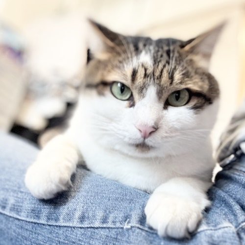 catsitterLien's tweet photo. お留守番日記を更新しました🐾

https://t.co/F32jyD0hzt

#猫 #猫のいる暮らし #猫好きさんと繋がりたい #お留守番日記   #キャットシッター 

 #キリコちゃん https://t.co/sFCXCxxaqw