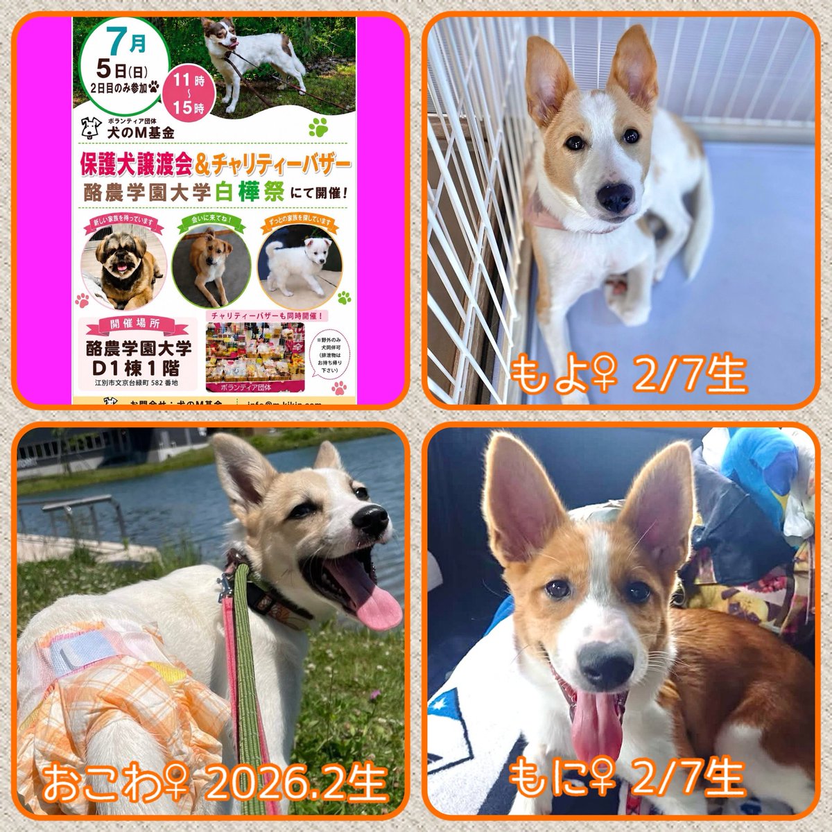mkikin1's tweet photo. 📣明日7/5は保護犬譲渡会＆チャリティーバザー📣

参加メンバーご紹介
酪農学園大学『白樺祭』に会いに来てね💖
by参加メンバーず🐾

🏕️D棟前で青空譲渡会
日程はポスターをご覧ください

🏕️詳しくはこちら↓
https://t.co/0JvAblkink

#譲渡会 #里親募集 
#子犬 #幼犬 #成犬
#酪農学園大学白樺祭 https://t.co/IFWIlrGEHO