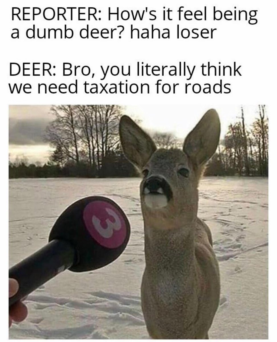 LibertyCappy's tweet photo. The deer wins this round. 🤣 https://t.co/bjbkxme8Bf