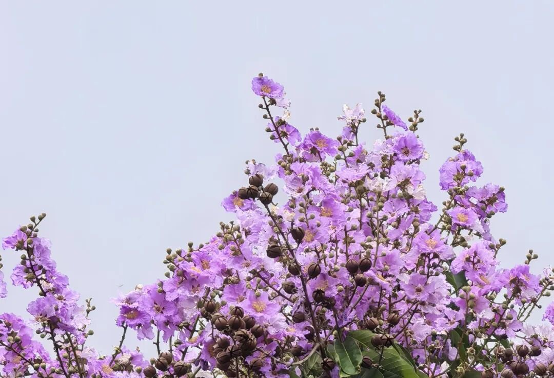 iQuanzhou's tweet photo. In the height of summer, when you step into Quanzhou’s parks, you’ll always see crape myrtles blooming all over the trees. Pink, purple and white blossoms cluster lively on every branch.#QuanzhouTravel #Summer https://t.co/BJBqAeKA8n