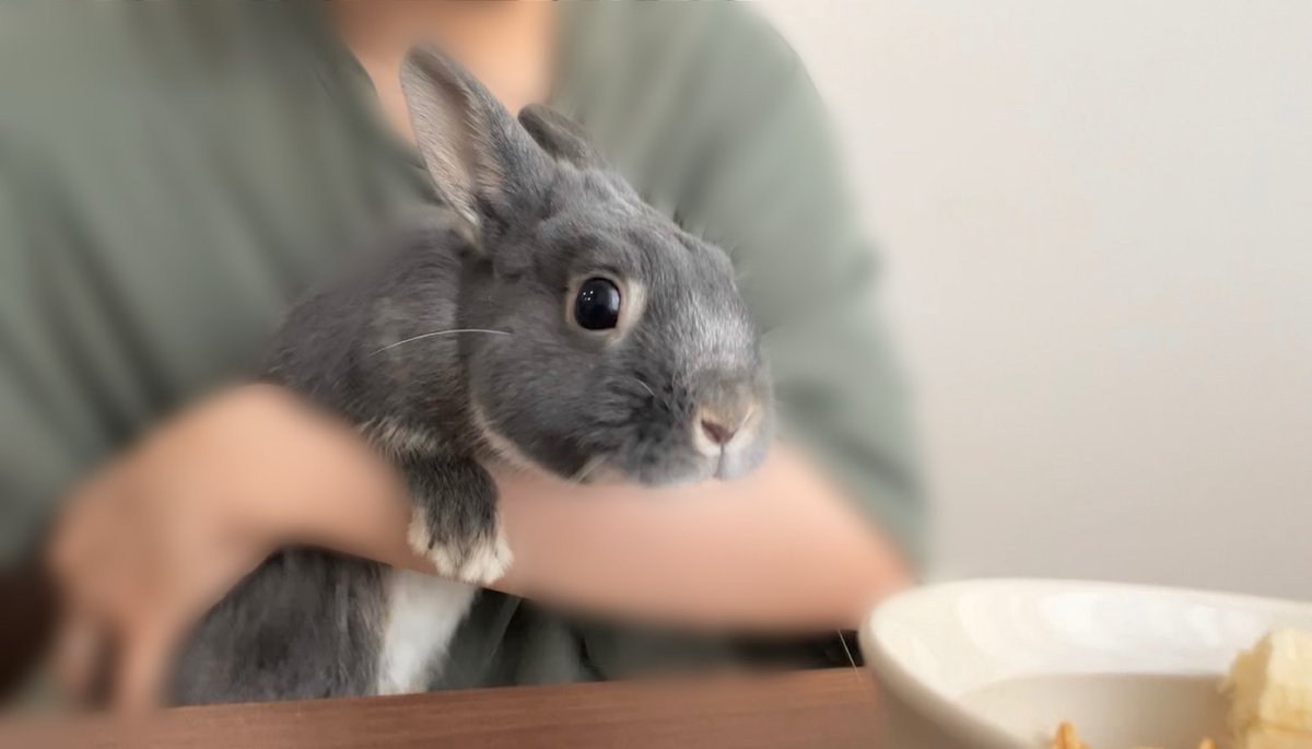 acala_rabbit's tweet photo. 有り得ない勢いで突っ込んできた
バナナ狩りの山賊を確保
(バナナは既にあげている) https://t.co/7VVyPQ5t1j