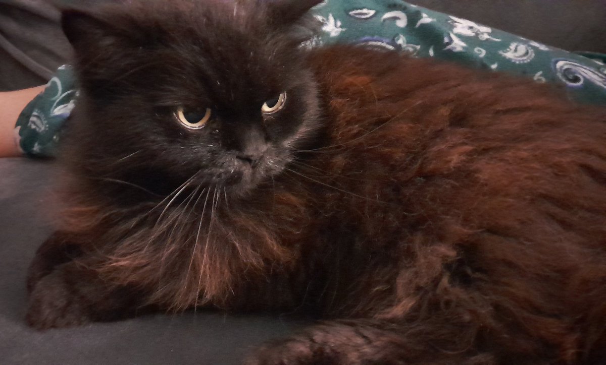 Lack0fVariety's tweet photo. Got artist block :( anyway photo of my old lady :3 https://t.co/Jjn1ieRWVO