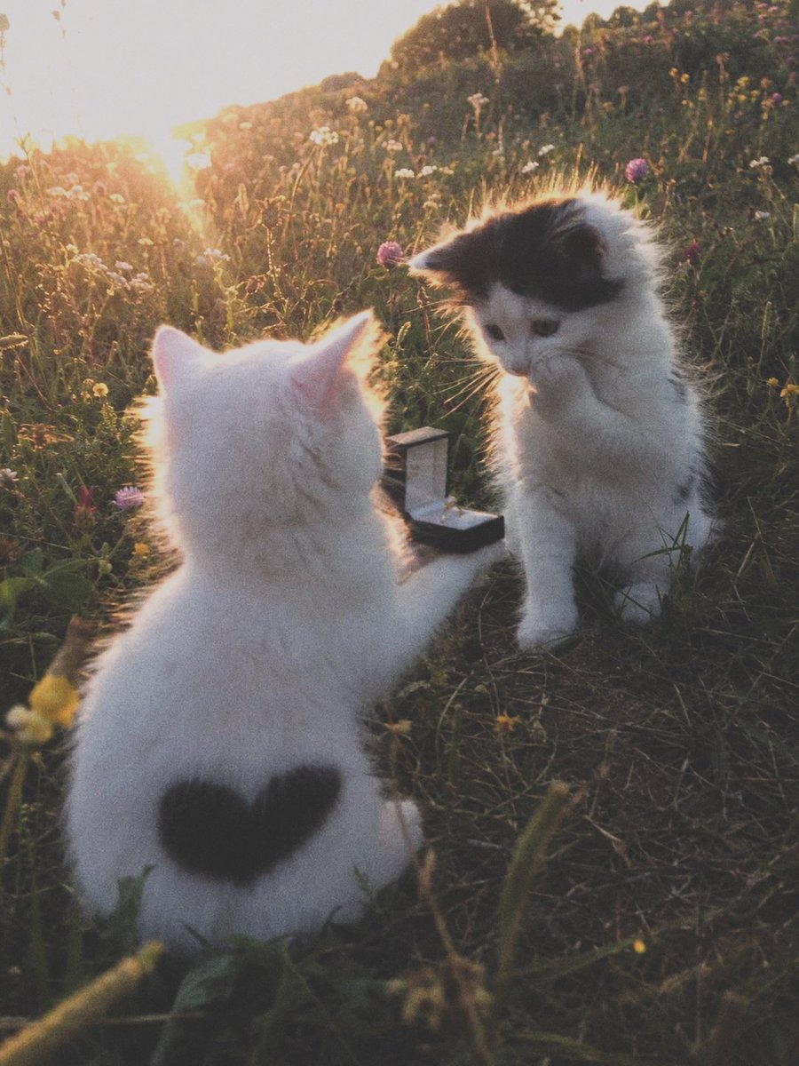catslovings1's tweet photo. https://t.co/1xlAXPYxQ4