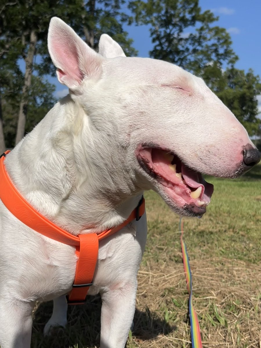 PupperNelson's tweet photo. egg at the park https://t.co/GnfnWkT3Hm