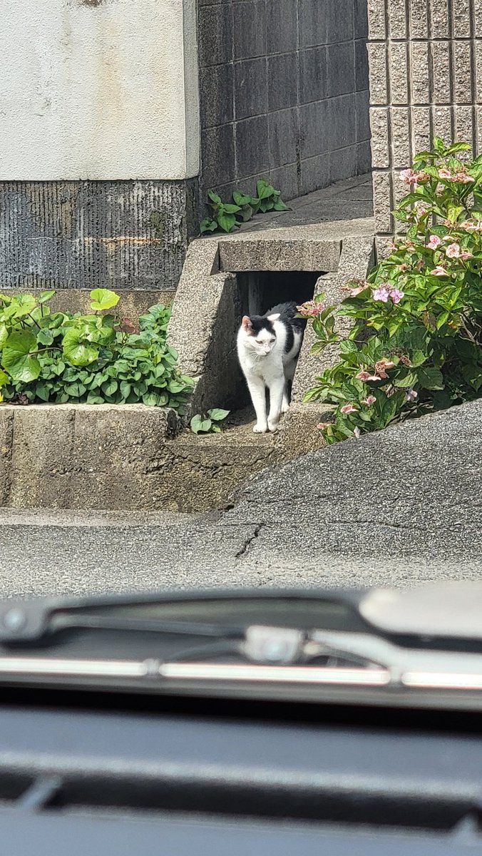 これは昨日アップしようとして忘れていた猫ちゃん
