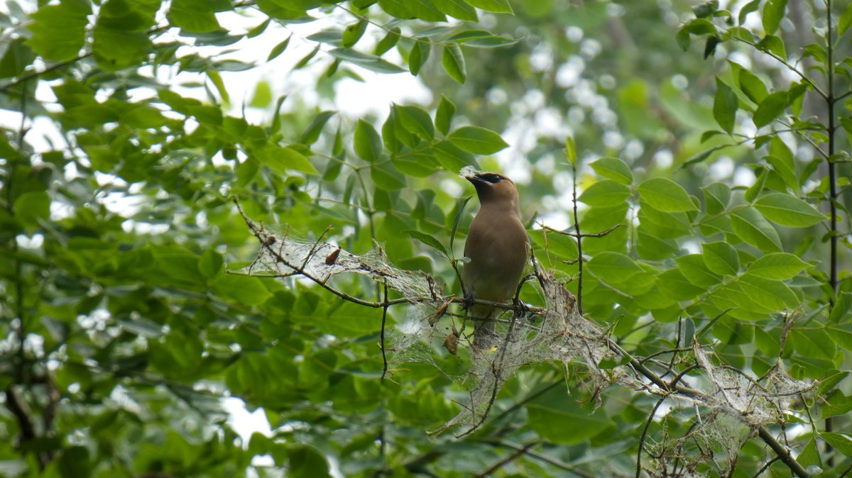 patchworkfemme's tweet photo. love you cedar waxwing. always have. always will https://t.co/DRA0Ehs075