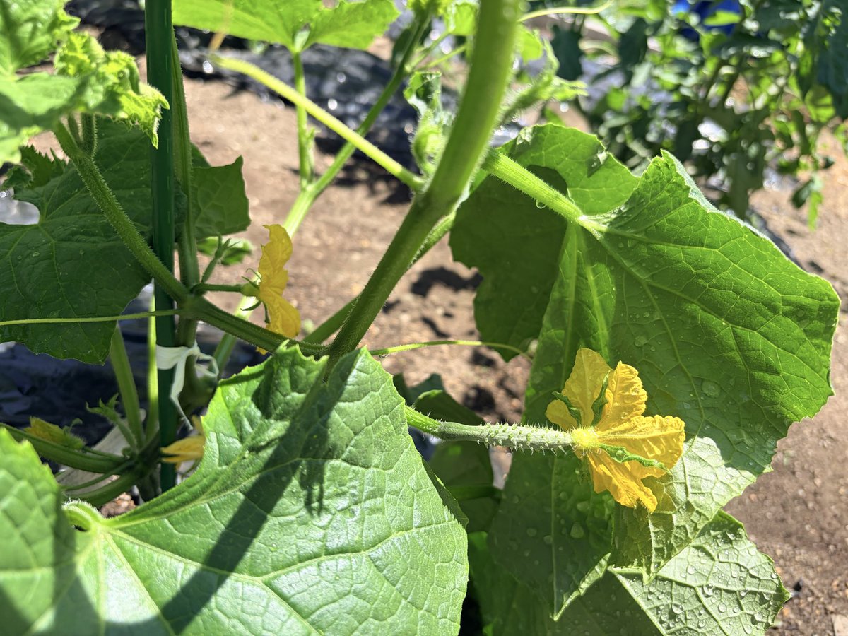 komaru_dev's tweet photo. みなさんお疲れ様です！

今日もアプリ作り頑張りますかー

庭の野菜作りも頑張っます🍅🥒 https://t.co/BGiGBDBoBW