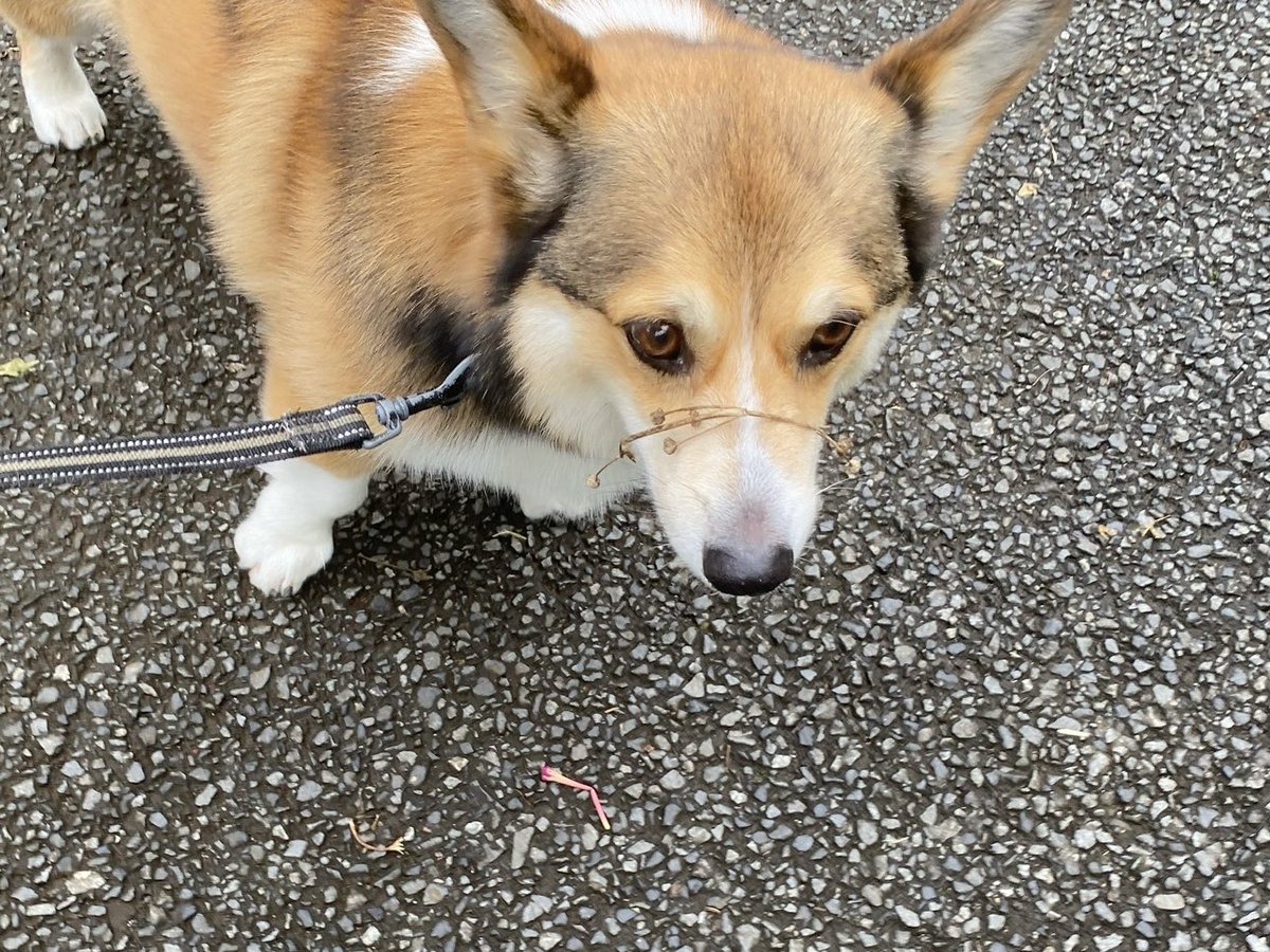 nenaiko_obake's tweet photo. いいと思います https://t.co/grIbO1nb3H