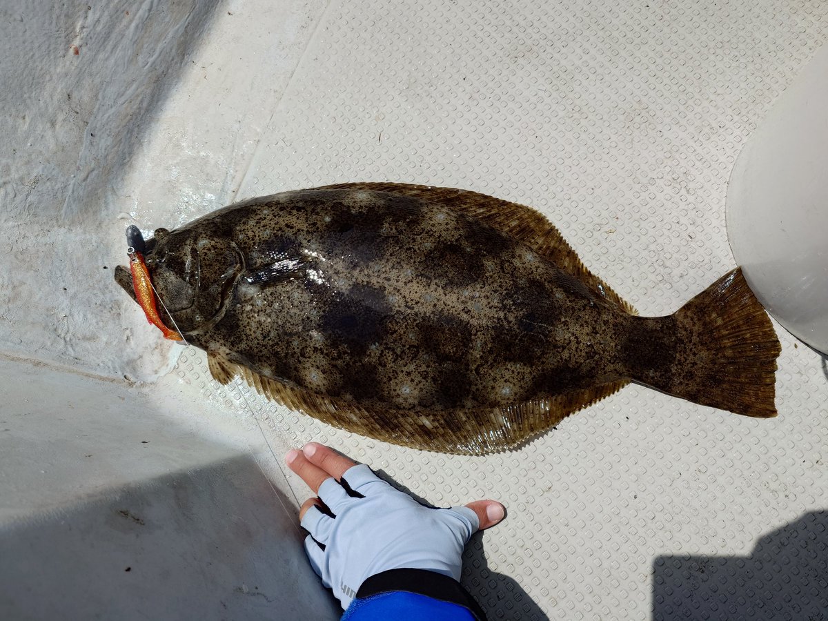 artiere_'s tweet photo. 初回でコレは出来すぎ
ビギナーズラックですわ
ヒラメ58cm https://t.co/7205xeb5t3
