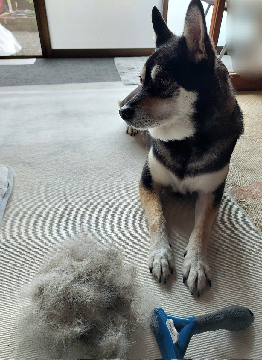 sorane113's tweet photo. 終わらぬ換毛期と
しつこい鴨探し😑
#雑種犬 #犬 https://t.co/OJwBXpxN03