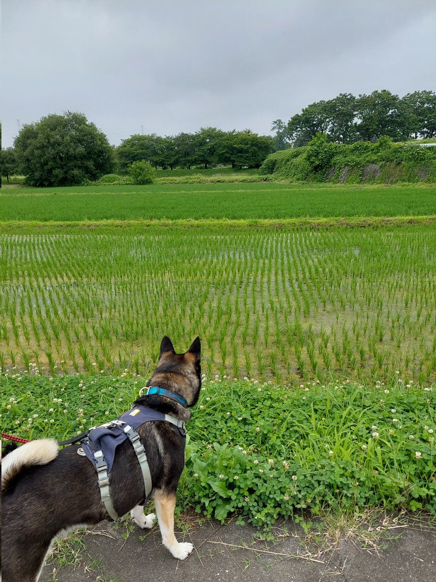 sorane113's tweet photo. 終わらぬ換毛期と
しつこい鴨探し😑
#雑種犬 #犬 https://t.co/OJwBXpxN03