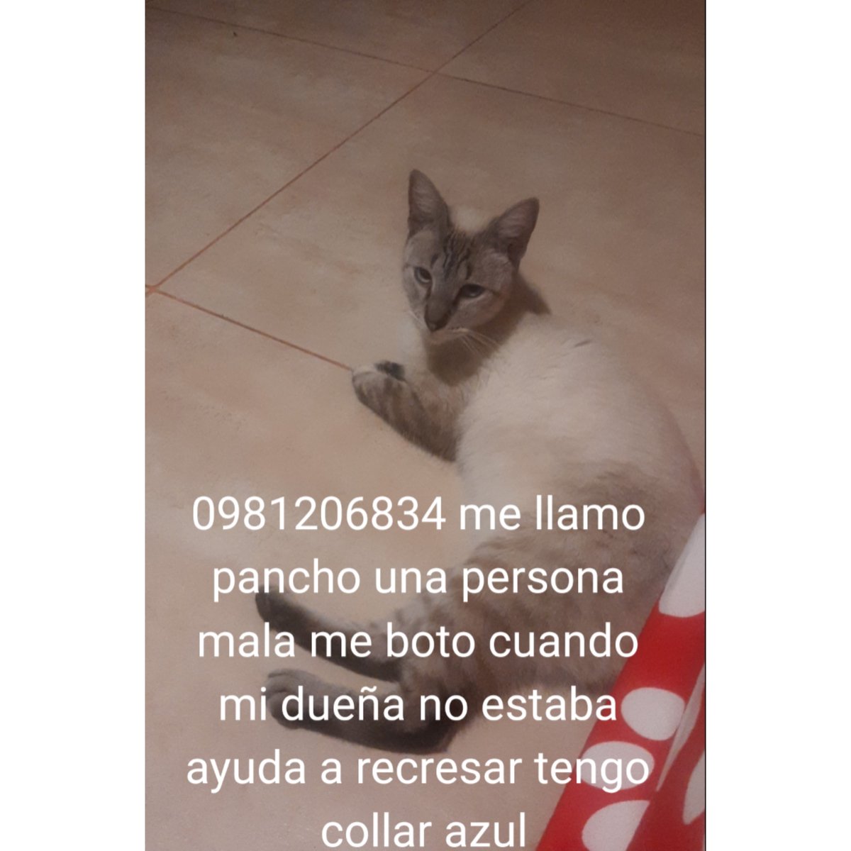 AlertaMePerdi's tweet photo. #PERDIDO #GUAYAQUIL
Nombre: #Pancho
Fecha: 2026-05-29
Sector: Sur, Cristo del Consuelo Calle 10ma entre g y h
Sexo: Macho
Raza: Siames
Observación: Collar azul, una persona lo llevó lejos.
Contacto: 0981206834
¡Ayúdalo a volver con su familia!
#AlertaMePerdí https://t.co/4YEmmHKvrM