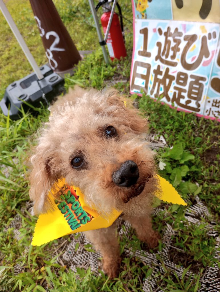 vuik961's tweet photo. バカンスなう

黒姫高原DOGSPORTFESTIVALに参加

致死量のお犬様を浴びれます（昇天） https://t.co/eVM2AzkGLB