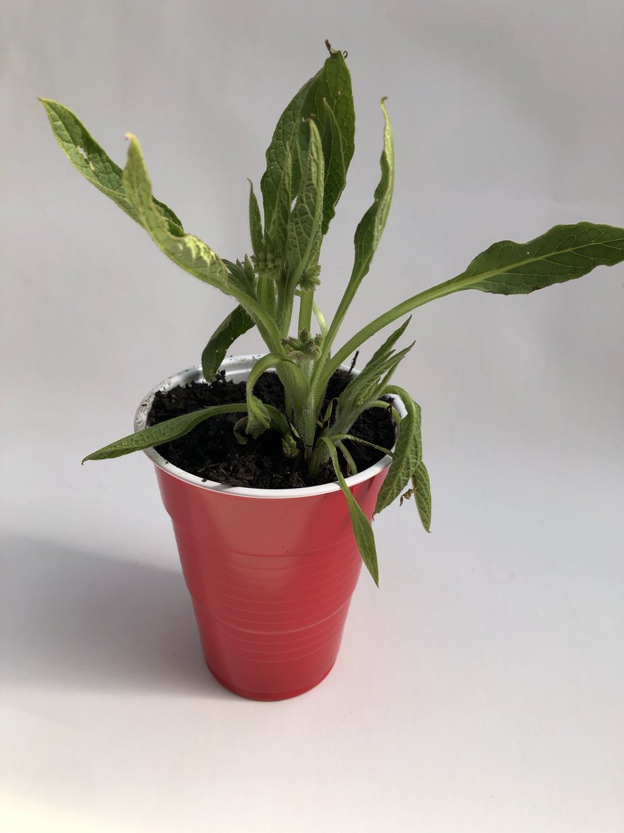 Curves_info's tweet photo. Order comfrey for your garden while supplies last.  https://t.co/SOBrXe2uOZ https://t.co/cyxUrs4KqM