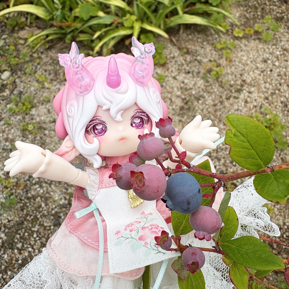 pmuzu01's tweet photo. お庭のブルーベリーが実ったので収穫したよ🫐✨

#antu 
#ブラインドドール https://t.co/Cq3wlh2b2b