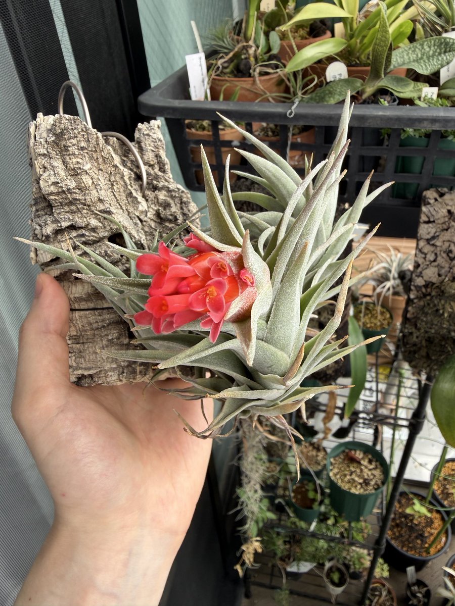 mikan_muki2's tweet photo. Tillandsia edithiae
非の打ち所がないティランジア https://t.co/Ut8BE2Lnxt