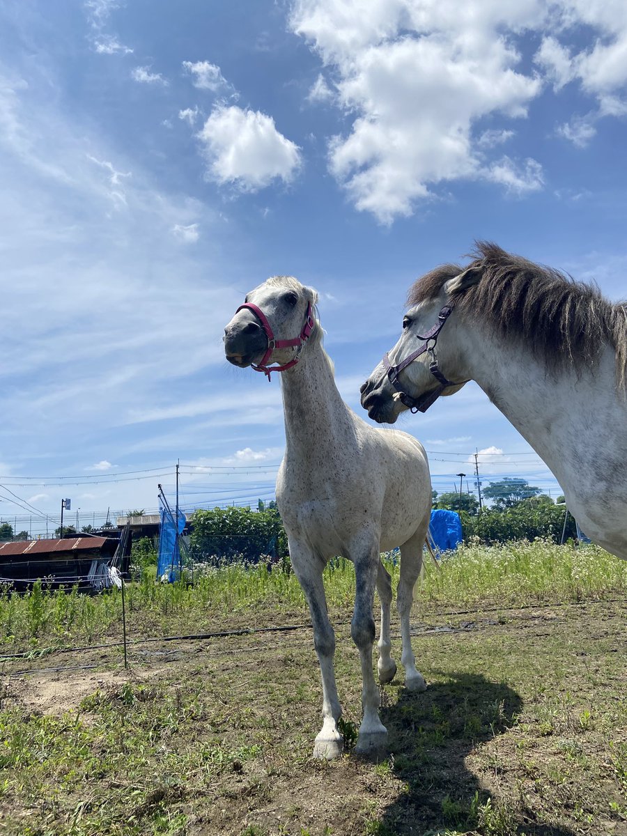 beanspocha's tweet photo. 耳なしカムイ🐴

#和種馬ホースランド
#カムイ君 https://t.co/QfAtisOd0c