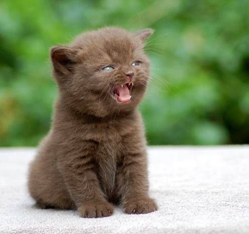 chepalgash's tweet photo. @Internet_c0prse this imsgeis making me want ro make the baltics in their kitten versions now,, i think they would be of this genre https://t.co/rOjVHcakg6