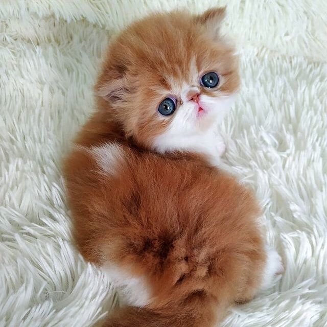 chepalgash's tweet photo. @Internet_c0prse this imsgeis making me want ro make the baltics in their kitten versions now,, i think they would be of this genre https://t.co/rOjVHcakg6