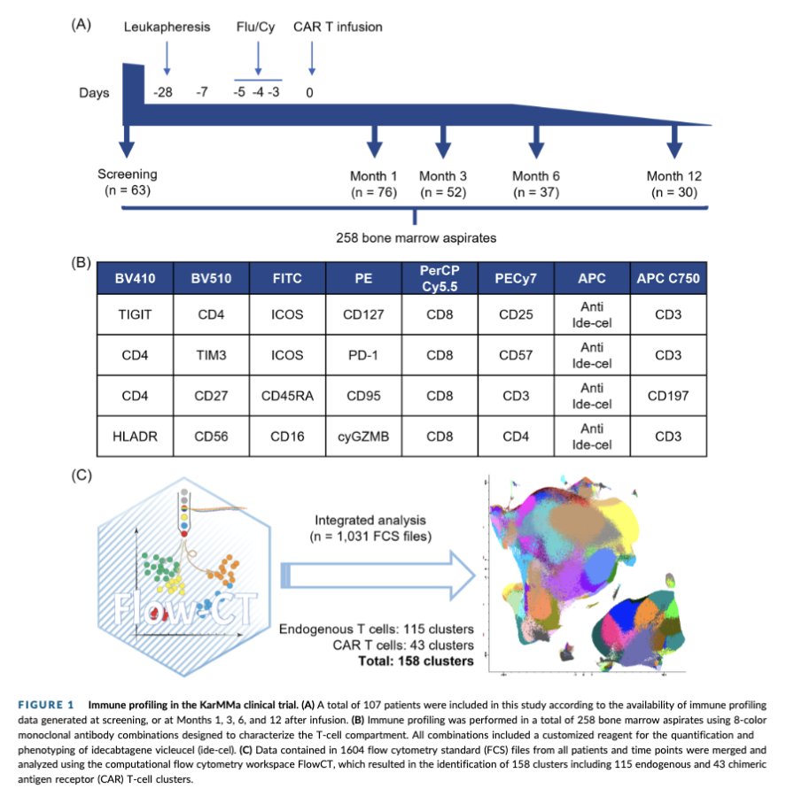 Myeloma_Doc's tweet photo. #Myeloma Paper of the Day: T-cell composition before apheresis &amp; CAR-T (CD4/CD8 CAR-T ratio >0.09, more non-activated/-cytolytic CAR-T) &amp; endogenous T-cell phenotypes (increased % PD1+ cytotoxic T cell &amp; ICOS-TIGIT+ Treg) post-infusion link w/ PFS: https://t.co/Ayj6xy4yTd. #mmsm https://t.co/NwZZJ5GzDw