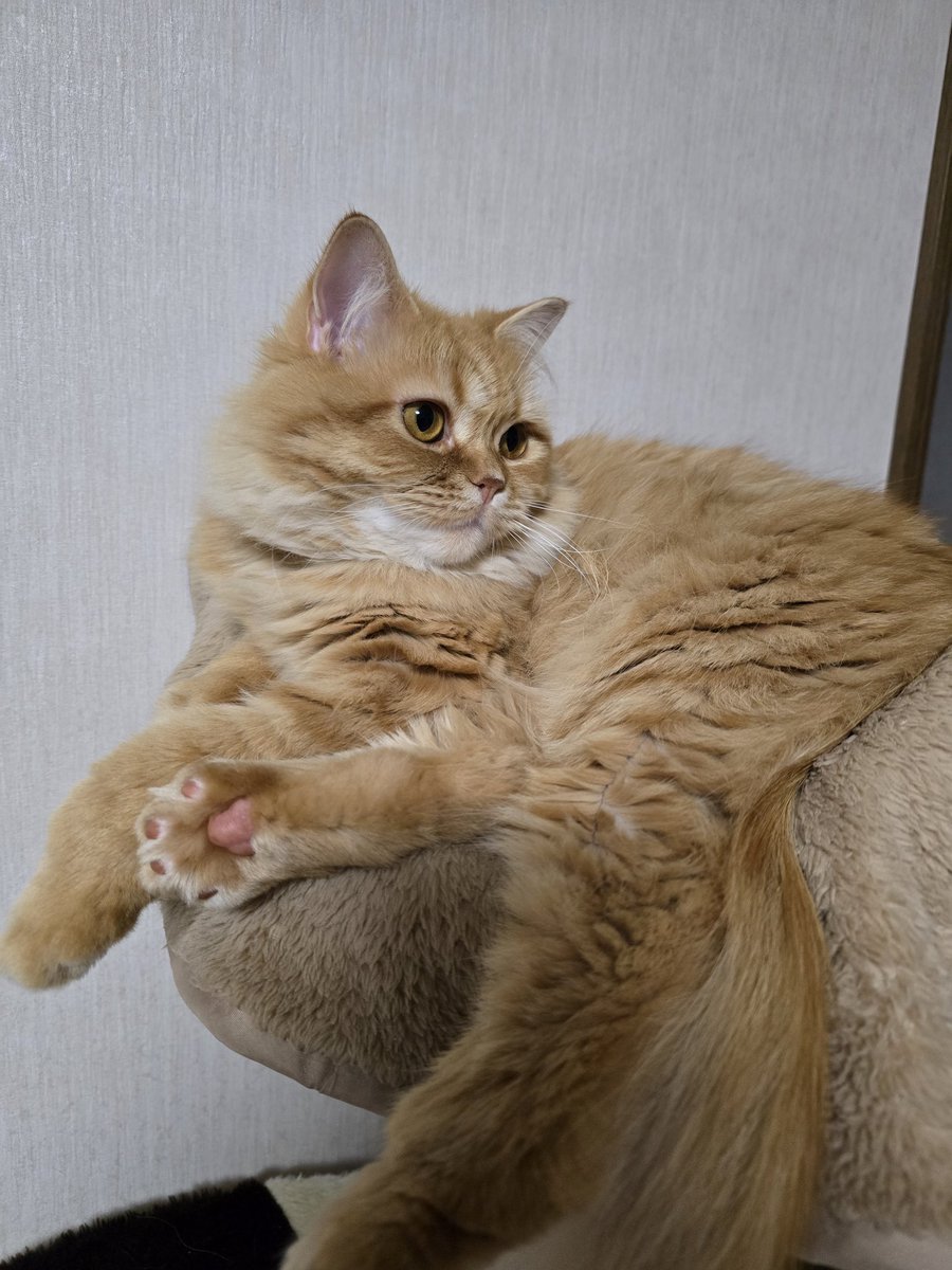 Princess_meicat's tweet photo. 似てる時もあれば、めいはめい。まいはまい。 https://t.co/Jfj2sR5zDt