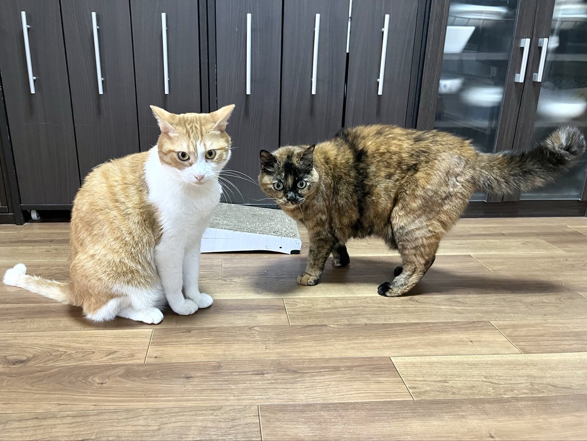 ebi__china's tweet photo. ケンカを止めたら2人ににらまれてしまった。なんでぇ…… https://t.co/VxlteEgKM0