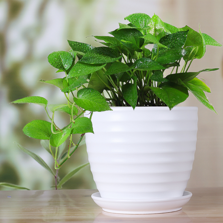 Neto_isais1's tweet photo. [Keep your pothos thriving! Place it in bright indirect light, water when top 2 inches of soil are dry – no overwatering, please! ]， https://t.co/84CdoNpcjz